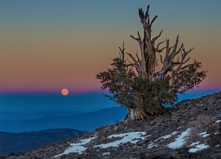 Bristlecone - Moon 13-1408.jpg